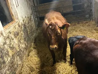 Krydsning kvie Til salg