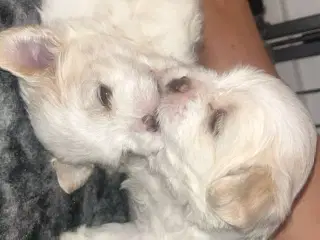 Boomer hvalpe (Shih Tzu/Malteser)