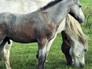 2 stk connemara hingste føl