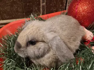 Skønne rundkørsler med mulighed for tilbage leveri