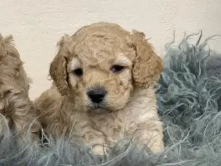 Amerikanske Cockerpoo babyer 