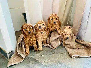  Smukke mini Goldendoodle mellem doodle hvalpe