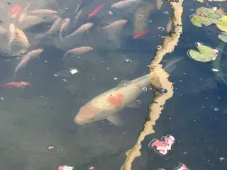 Koi karper