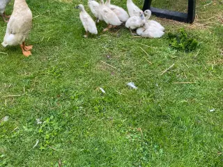 Løbeænder