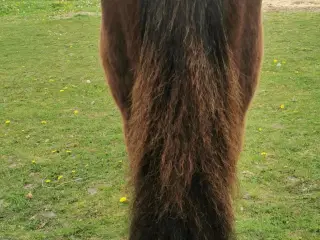 Fellpony vallak passet med ALT