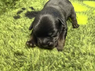 Froodle - fransk bulldog / puddel 