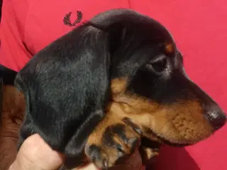 Dværg Gravhund
