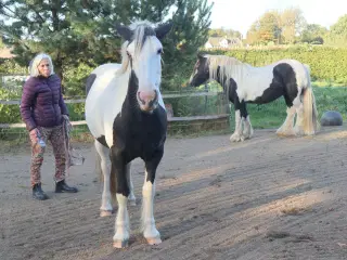 Irish Cob hoppe 2,5 år