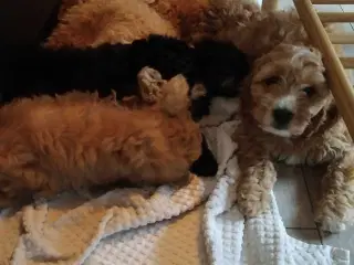 Lækre bløde cavapoo hvalpe 