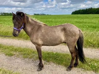 Musegrå islænder vallak med god afstamning til den