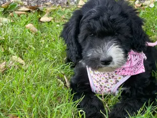 Smuk Sheepadoodle hvalp sælges