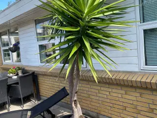 Stor palme sælges