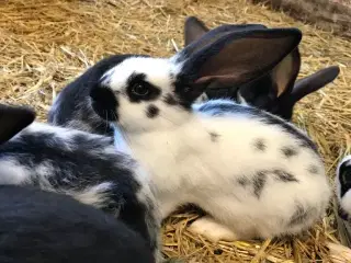 Fransk vædder/tysk kæmpeschecke