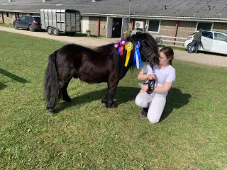 Kåret Show pony