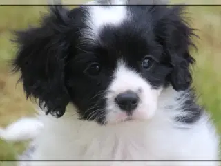 Cavalier/Phalene
