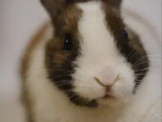 Hermelin kanin (hun)