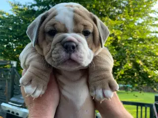 New English Bulldog hvalpe 
