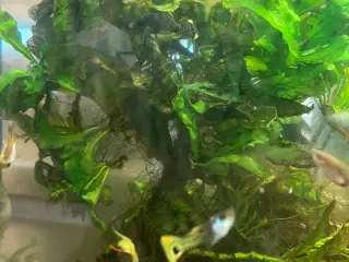 Endlers guppy