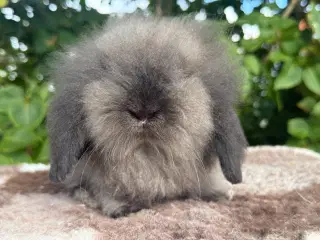 Mini lion lop