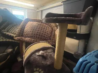 Katte krassetræ