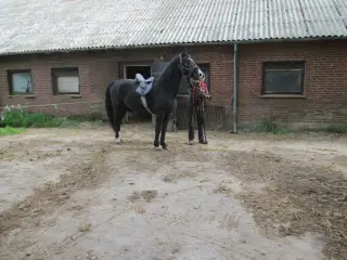 hoppe