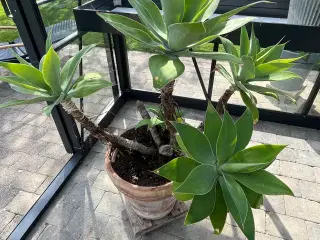 Opstammet AGAVE Attenuata