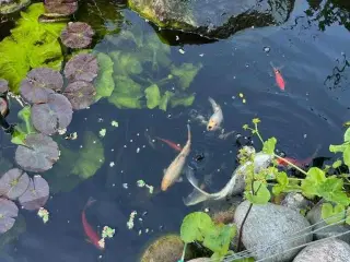 Fisk til havedam 