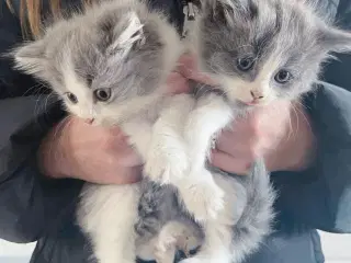 Mainecoon killinger 