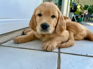 Rød golden Retriever hvalp