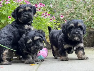 🌸Skønne Bichon Havanais 🌸