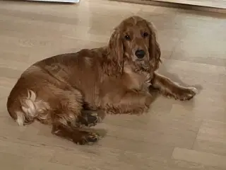 Til parring - IKKE salg 