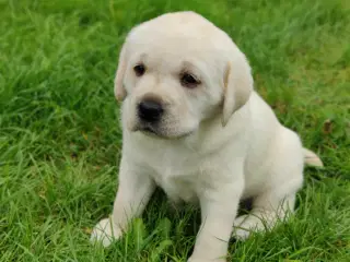 Labrador hvalp Formel 1