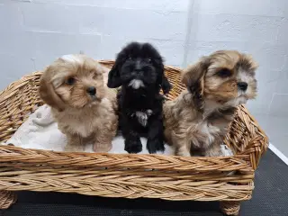 Cavapoo hvalpe 2xvac