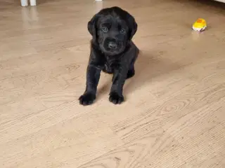 Australien shepherd/ labrador 