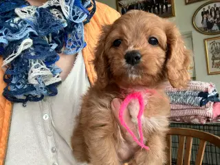 Cavapoo