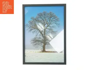 Indrammet billede af et træ fra Posterland (str. 29,8x42 cm)