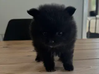 Pomeranian hvalp