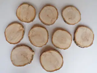 NYE Thuja Træskiver 18-21 cm