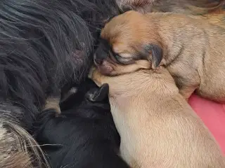 Cavaton - Cavalier/Coton hvalpe 