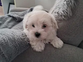 Sidste coton/malteser tæve