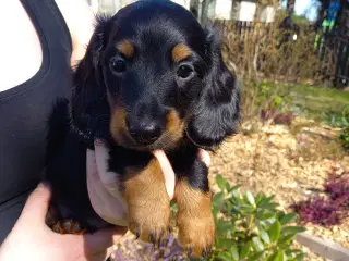Langhåret dværg gravhunde hanhvalpe
