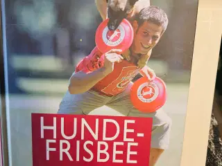 Hundefrisbee - for begyndere og videregående