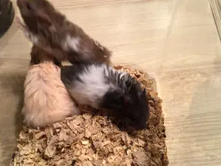Langhårede guldhamster 