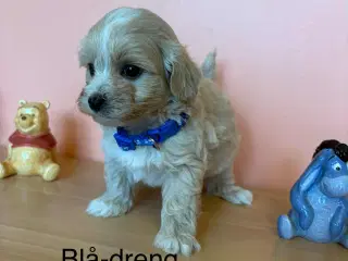 Maltipoo