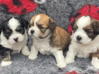 Lhasa apso hvalpe DKK 