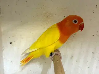 Rødhovedet Dværgpapegøje