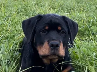 Rottweiler hvalpe 