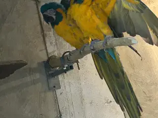 Voksne par Caninde ara 