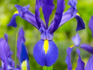 Iris Hollandica løg fra 1,25 kr/stk.- Flere farver