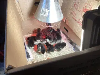 Daggamle kyllinger sort kobber MARAN